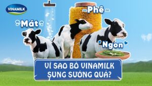 quảng cáo bò